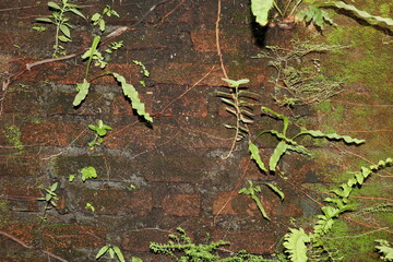 old walls that have been overgrown with moss and algae