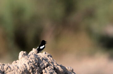 The pied bush chat is a small passerine bird found ranging from West Asia and Central Asia to the...