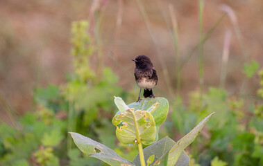 The pied bush chat is a small passerine bird found ranging from West Asia and Central Asia to the...
