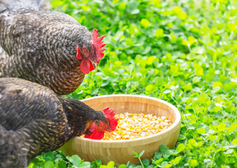 Hens peck grain from a bowl in the garden