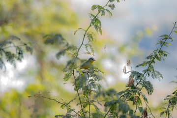 The pied bush chat is a small passerine bird found ranging from West Asia and Central Asia to the...