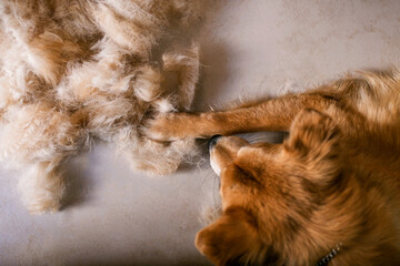 Dog hair loss due health problems and shedding season. Grooming Dog. Fur in the floor. Top view.
