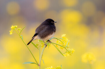  pied bush chat  in mustard fields, The pied bush chat is a small passerine bird found ranging from...