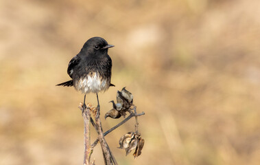 The pied bush chat is a small passerine bird found ranging from West Asia and Central Asia to the...