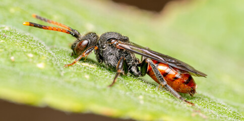 Nomad Bee sleeping
