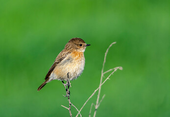 The pied bush chat is a small passerine bird found ranging from West Asia and Central Asia to the...