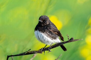 The pied bush chat is a small passerine bird found ranging from West Asia and Central Asia to the...