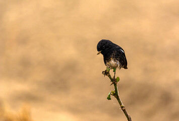 The pied bush chat is a small passerine bird found ranging from West Asia and Central Asia to the...