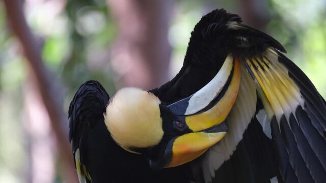 Great Hornbill, Buceros bicornis; preening the left underside of its wing with its bill, twisting its head to get the job done right, as seen in the jungle in Thailand.