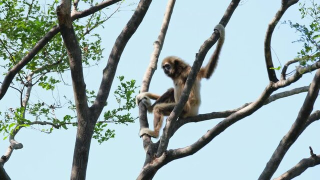 White-handed Gibbon, Hylobates lar, Female; looking to the back, to the left, and then towards the camera while sitting in between branches in Huai Kha Kaeng Wildlife Sanctuary, Thailand.