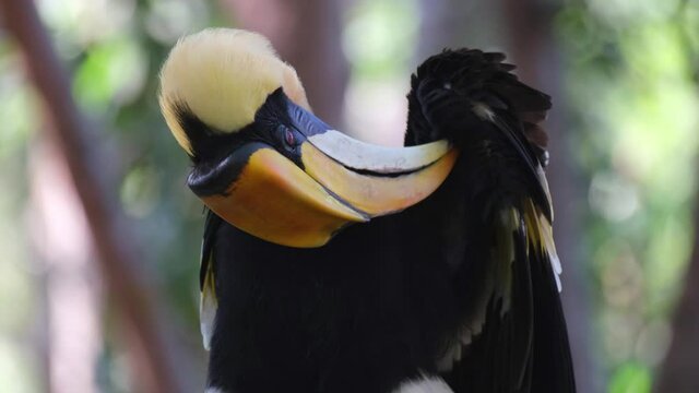 Great Hornbill, Buceros bicornis; intensely preening the underside of its wing then raises its head up a little as seen in the jungle of Thailand, fantastic tree bokeh at the background.