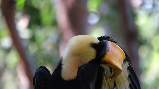 Great Hornbill, Buceros bicornis; preening its left wing, moves its head up while facing to the right of the frame, as seen in the jungle of Thailand.