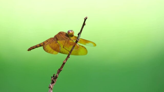 Coppertone Velvetwing, Neurothemis fluctuans; Dragonfly found perching on a twig with a green fly on the opposite, moves its wings quickly to ballance, smooth green transition bokeh at the background.