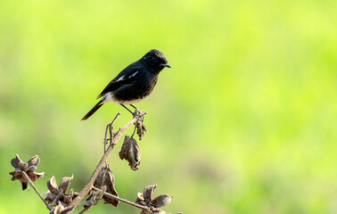 The pied bush chat is a small passerine bird found ranging from West Asia and Central Asia to the...