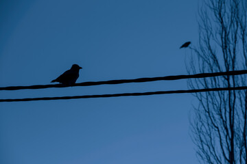 The crow sits on the wires against the background of the sky.