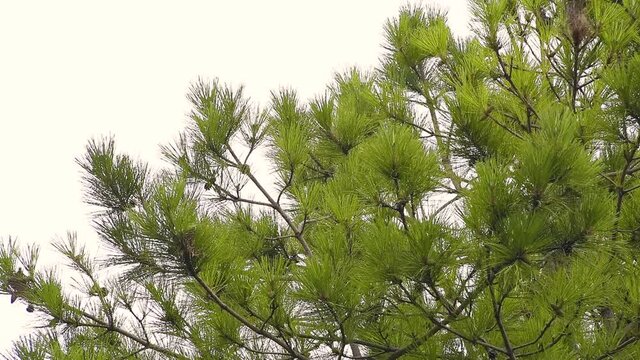Detail of the branches of a maritime pine, a conifer largely spread in all the Mediterranean Basin. The white background of a cloudy sky makes it a perfect shot to show its needle-shaped leaves.