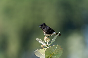 The pied bush chat is a small passerine bird found ranging from West Asia and Central Asia to the...