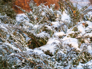 Snow on green thuja branches in the sunlight.