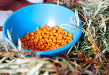 sea buckthorn in a cup, there are branches around