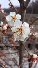 Apricot flower on nature background
