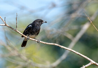 The pied bush chat is a small passerine bird found ranging from West Asia and Central Asia to the...