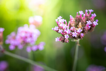The background image of the colorful flowers