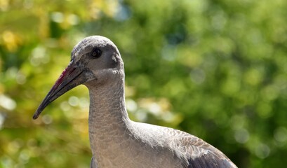 Portrait of a Hadeda Ibis in sunshine