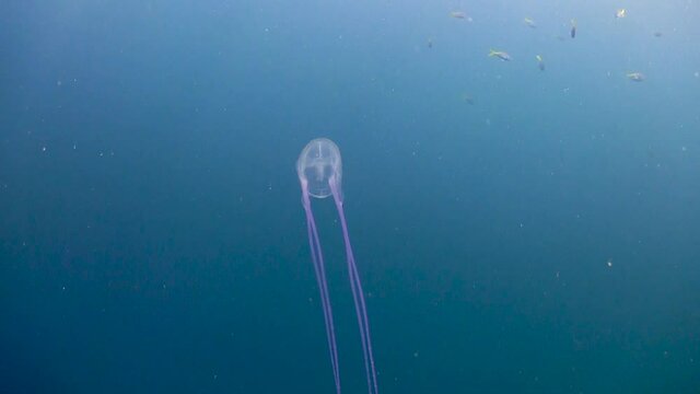 Purple tentacle box Jellyfish swimming fast towards yellowtail fishes,  steady following shot