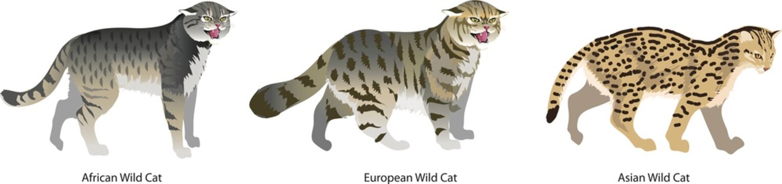 African Wild Cat, European Wild Cat and Asian Wild Cat - Vector