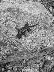 lizard on rock