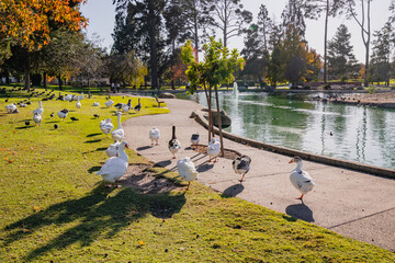 City park with pond, and flock of geese and ducks walking along the shore