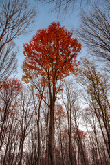 The last signs of autumn in the forest tree