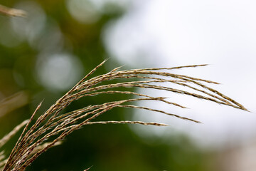Green plant in a garden