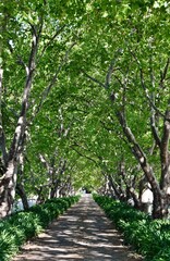 Landscape with a driveway lined with green trees in sunshine