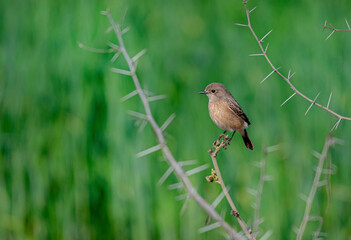The pied bush chat is a small passerine bird found ranging from West Asia and Central Asia to the...