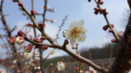 Apricot flower on nature background