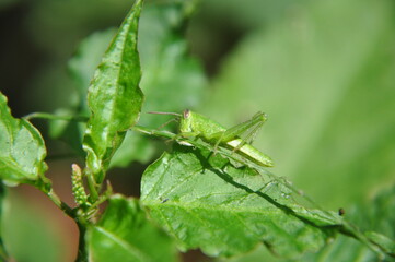 grasshopper on a leaf