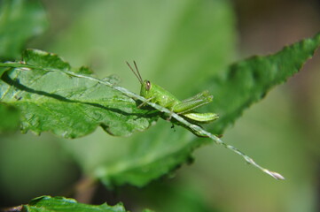 grasshopper on a leaf