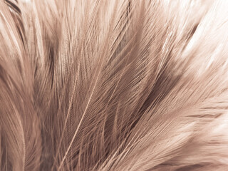 Beautiful abstract white and brown feathers on white background and soft yellow feather texture on white pattern and yellow background, feather background, gold feathers banners