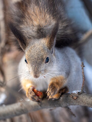 The squirrel with nut sits on tree in the winter or late autumn