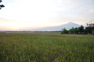 sunset over the field