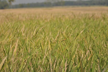 farmer in field