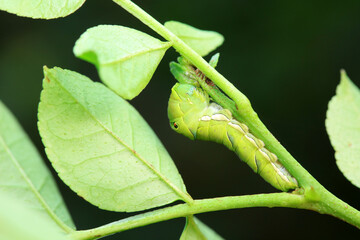 Papilio Zanthoxylum lives on wild plants in North China
