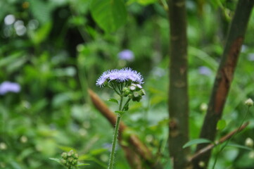 flower in the garden