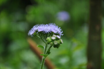 flower of a dandelion