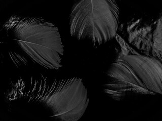 Obraz premium Beautiful abstract black feathers on white background and soft white feather texture on white pattern, dark theme wallpaper, gray feather background, black banners