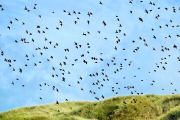 Blauer Himmel mit Vogelschwarm über Dünenlandschaft
