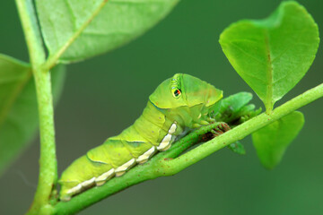 Papilio Zanthoxylum lives on wild plants in North China