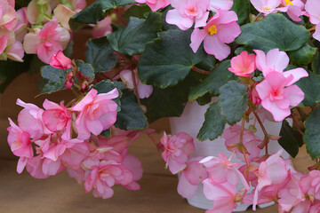 Fototapeta na wymiar pink flowers 