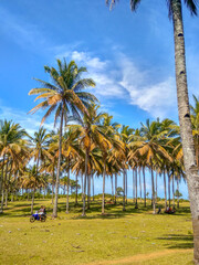 beauty green and yellow color of rice fields in north bengkulu , indonesia, asia travel